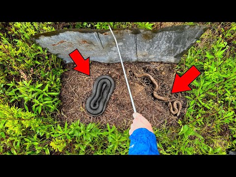 Flipping Boards to Find Elusive Mole King Snakes! - Big Copperhead!