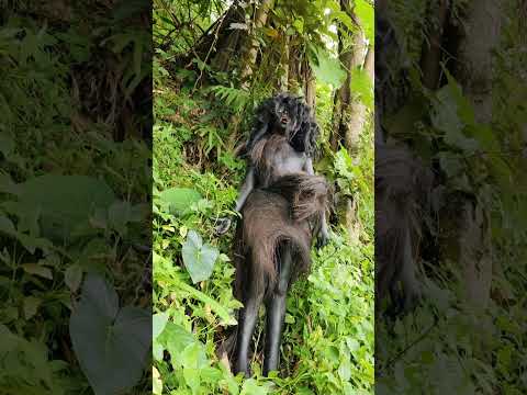 suku owah kelaparan 3 taun belum makan๐น๐ฟ๐ฎ๐ฉ