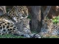 Amur Leopard Conservation and Biology