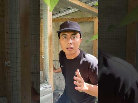 Ada bandangan masuk ke kandang merpatiku