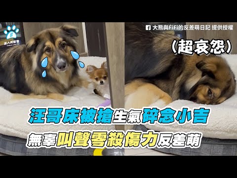 【汪哥床被搶生氣碎念小吉 無辜叫聲零殺傷力反差萌】｜FB / 大熊與FiFi的反差萌日記