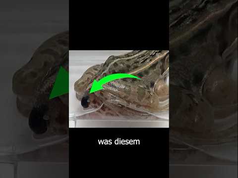 Käfer kriecht aus dem Hintern von einem Frosch! #shorts