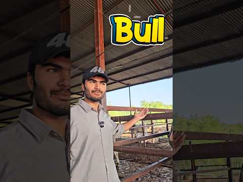 यहां है कुछ अलग ही | Explorersathi #shorts #organic #cow #bull #shortvideo #explorersathi