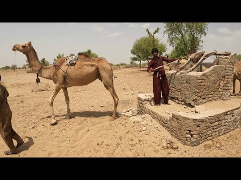 الحياة الصحراوية في الحرارة الشديدة  جمل الصحراء