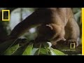 Rainforest Canopy and the Kinku