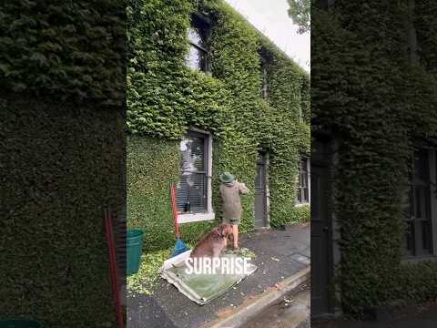 Satisfying Gardening Work🌳#garden #gardening #satisfying #cleaning #grass #lawn #viral #fyp #4