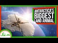 Antarctic Midge: Survival in Extreme Conditions