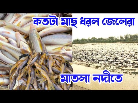 বিশাল মাছ মাতলা নদীতে/চাল পেতে ধরছে জেলেরা/সেই মুহূর্তের কিছু ছবি