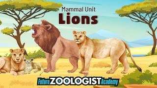 Lions | The Second Largest Feline
