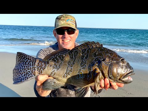 GIANT -HAWKFISH- Catch Clean and Cook BlueGabe Style in Mexico - Bluegabe