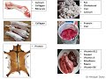 Animal Byproducts in Industry