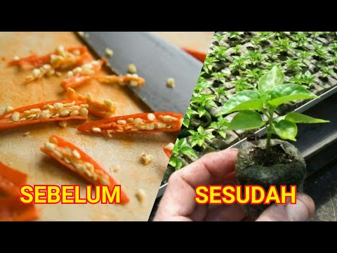 Cara Semai Cabe Rawit Anti Gagal Hanya 2 Hari Sudah Tumbuh Daun, Tanam Setelah Sprout