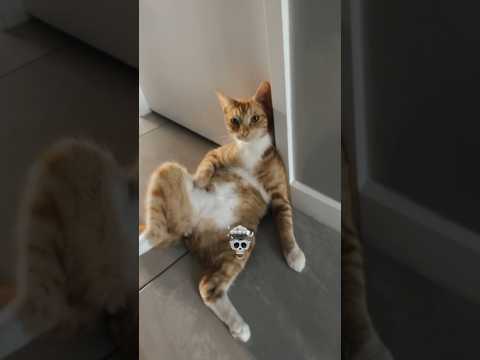 The coolest cats💀🗿#cat #trollfaceedit #tranding  #cat #trendingshorts #catshorts #bestcat #viral