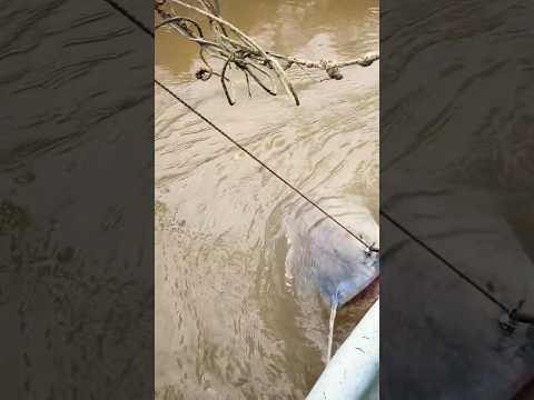 River Monster #alamindonesia #fish #fishing #adventure #nature #river #trendingshorts #trending