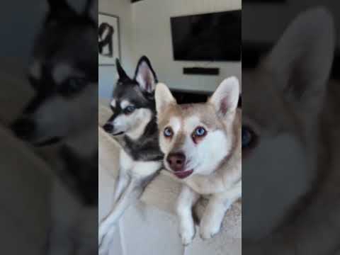 Dramatic Alaskan Klee Kai Conversations (Part 1)
