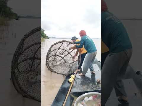 Fishermen life #handfish #fish #boatfishing #riverfish #fisherman