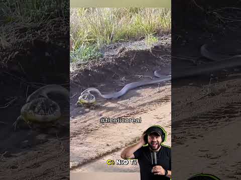 SAPO FUGINDO DA COBRA #dublagem #humor #aquinaoticotico
