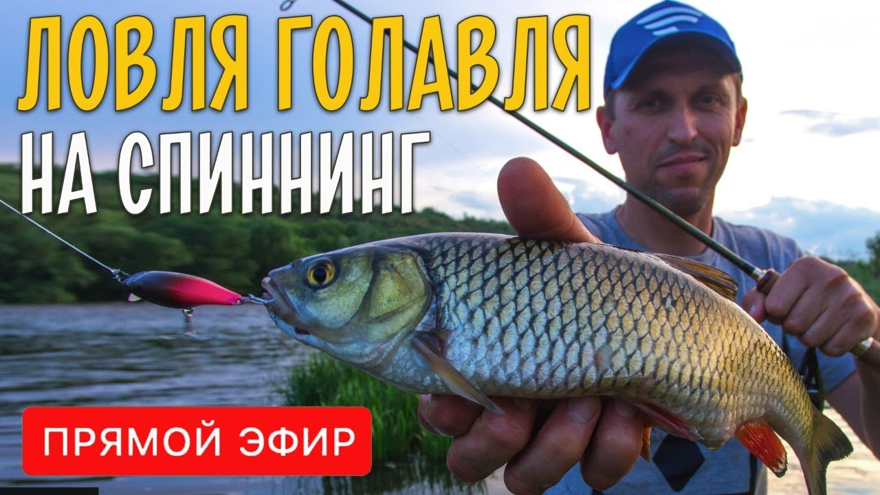 Ловля голавля на спиннинг. Где, когда и как рыбачить? Прямой эфир