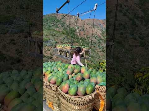 Brother, I will have to pull this lift because I have to go to the market tomorrow to sell my mango.