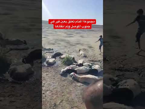 مجموعة اغنام تعلق بعين قير جنوب الموصل #العراق #اكسبلور
