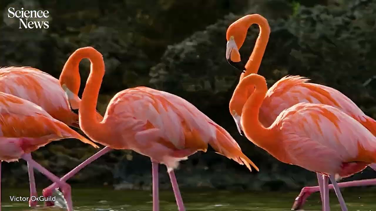 Flamingos use some crazy physics to find prey | Science News