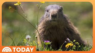 YouTube video thumbnail: Researchers Launch Marmot Onlyfans Page to Raise Funds