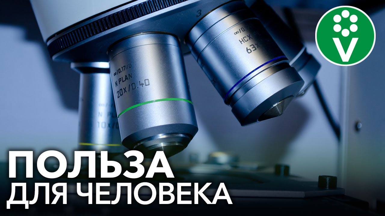 Узнайте всё о пользе сенной палочки! Пробиотики для растений и человека