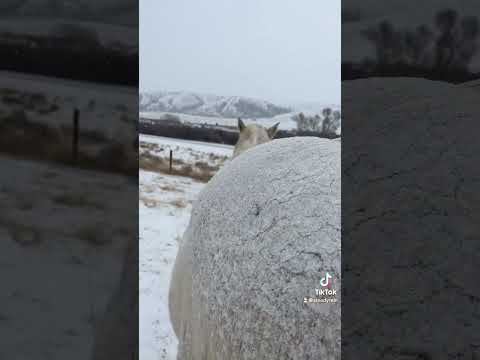 i don’t blanket my horses #winter #snow #montana