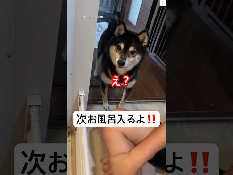 お風呂嫌いな柴犬‼️『次お風呂だよ』と言ってみたら…😂 #柴犬 #黒柴 #犬 #面白い #犬のいる暮らし