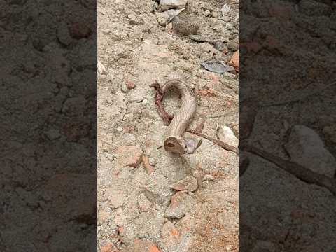 आधा शरीर काटने के बाद भी फन फैलाकर बैठा था।😭 #shorts #cobra  #snakevideo
