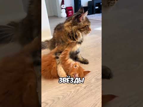 А какого окраса ваша кошка? 😉 #хочуврек #кот #кошка #shorts