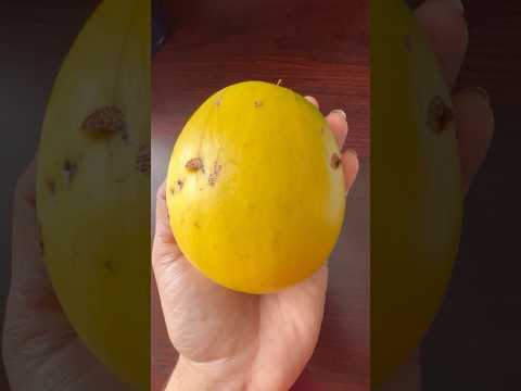 ആറ്റു നോറ്റുണ്ടായ Giant Abiu Fruit  അതാ താഴെ വീണു കിടക്കുന്നു🙄