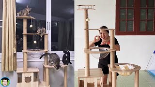 แม่บีประกอบคอนโดแมว