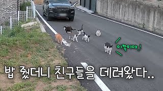 찾아온 고양이에게 밥을 줬더니 친구들을 잔뜩 데리고 왔다..