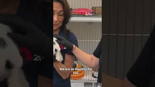 Hundreds of pets adopted for NBC 7 and T20's Clear the Shelters event | NBC 7 San Diwgo