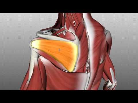Rotator Cuff Tutorial - Anatomy Tutorial