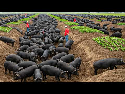 Millions Of Black Pigs Are Raised For Meat And Ham – Ham Processing Inside The Factory