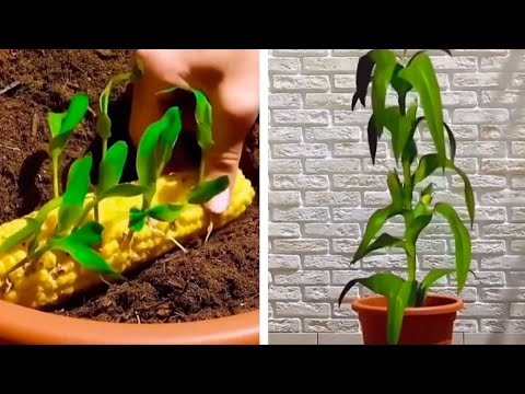 Genius Planting Hacks! Easy planting hacks for beginners | Organic gardening at home