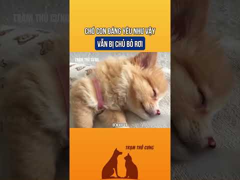 Chó con đáng yêu sao lại bị bỏ rơi thế này #thucung