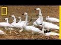 Tundra Swans Migration Facts