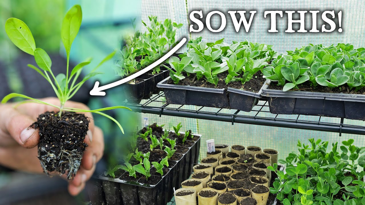 What to Sow in March for Self-Sufficiency