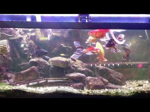 WATCHING THIS LIVE FISH WILL RELAX YOU...