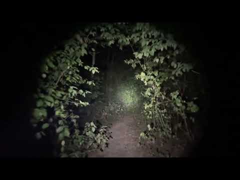 walking through the forest at night with slugs