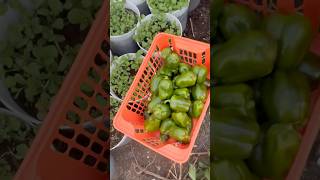 #motivational #mtbreview #garden #shortsviral #motivation #support #god #subscribe #shorts #short