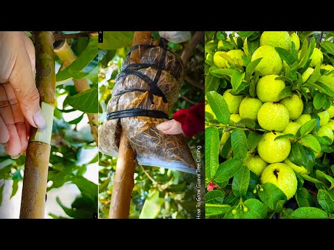 Smart Way on How To Grow Guava Tree Cutting(Cow dung It is a good fertilizer)