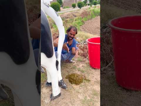 cow 🐄 video
