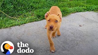 Family Goes Out For Breakfast And Comes Home With A Puppy | The Dodo