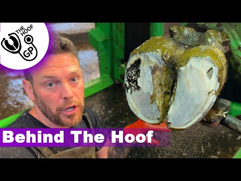 a SORE BULL's FOOT, teaching in IRELAND & revisiting a cow in BAD SHAPE!!!! | BTH episode 7