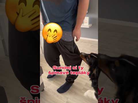 Asi ze mě bude asistenční pes 🤣👨🦽 #vtip #czechdog #bakiamy #dogvlog #cz #sk #fyp #viral #funny