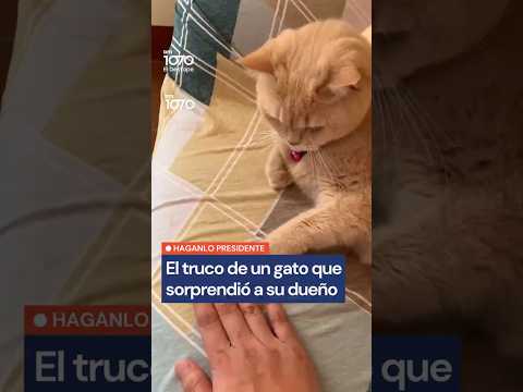 ¿El gato más inteligente del mundo? El dueño no puede creer lo que hizo